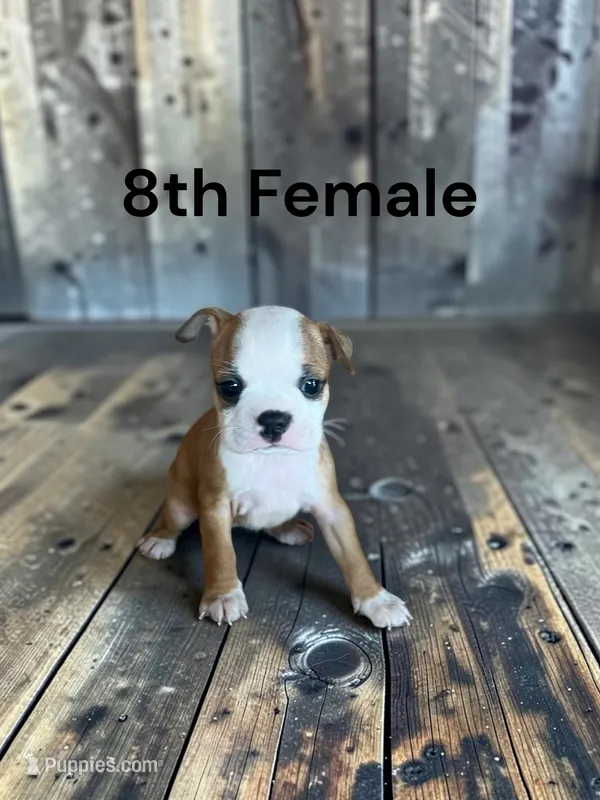 Callie’s 8th Female AKC USDA – Boston Terrier puppy for sale in Ewing, KY