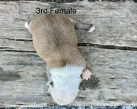 Callie’s 3rd Female AKC USDA, a female Boston Terrier for sale in Ewing, KY – 2 of 3