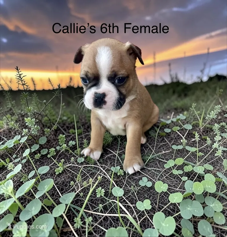 Callie’s 6th Female AKC USDA – Boston Terrier puppy for sale in Ewing, KY