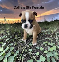 Callie’s 6th Female AKC USDA, a female Boston Terrier for sale in Ewing, KY – 1 of 2