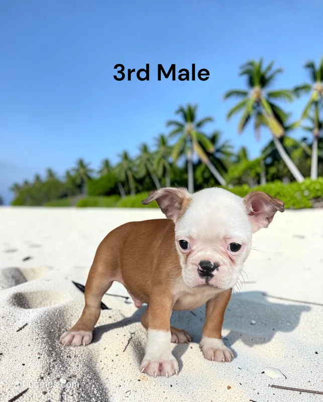 Callie’s 3rd Male AKC USDA – Boston Terrier puppy for sale in Ewing, KY