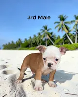 Callie’s 3rd Male AKC USDA **PRICE REDUCED $900**, a male Boston Terrier for sale in Ewing, KY – 1 of 1