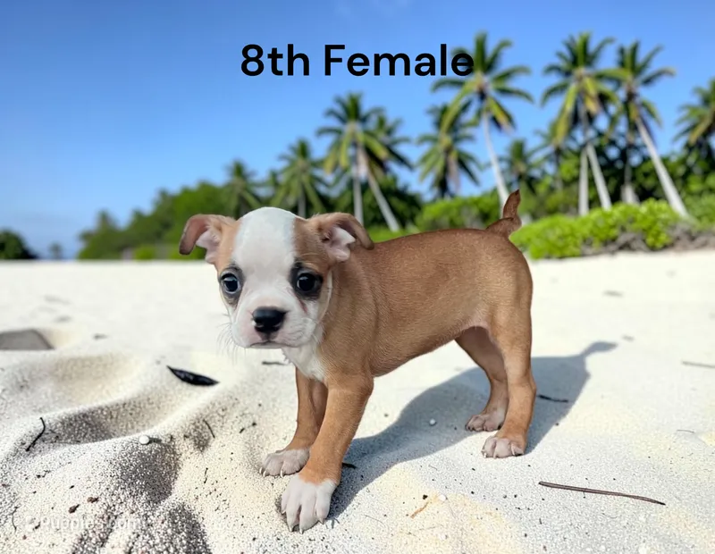 Callie’s 8th Female AKC USDA – Boston Terrier puppy for sale in Ewing, KY