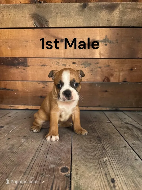Callie’s 1st Male AKC USDA – Boston Terrier puppy for sale in Ewing, KY
