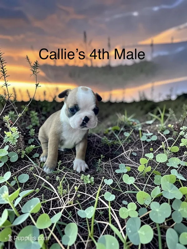 Callie’s 4th Male AKC USDA – Boston Terrier puppy for sale in Ewing, KY
