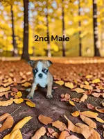 Opals 2nd Male AKC USDA, a male Boston Terrier for sale in Ewing, KY – 1 of 2