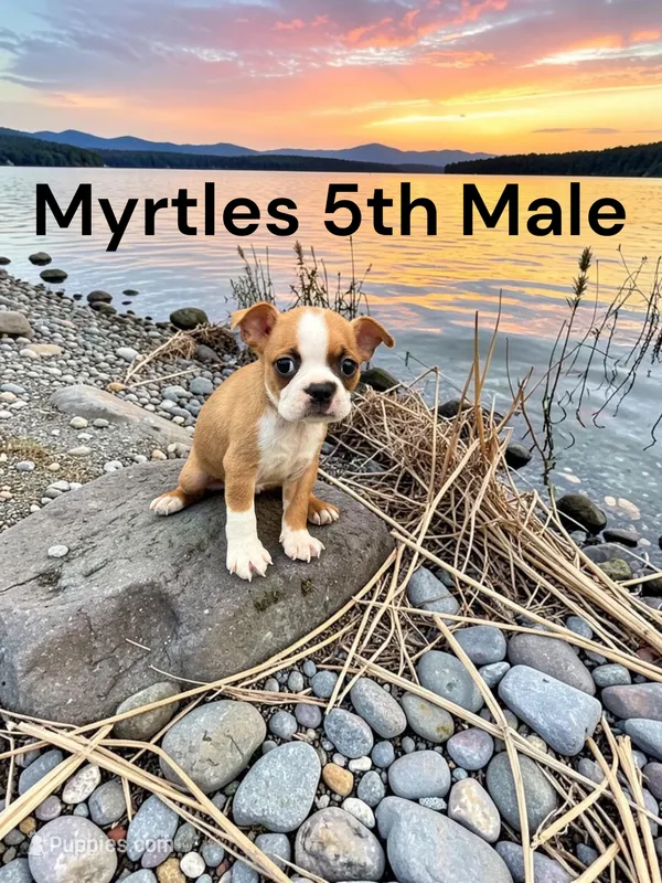 Myrtles Litter 5th Male AKC USDA – Boston Terrier puppy for sale in Ewing, KY