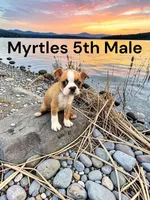 Myrtles Litter 5th Male AKC USDA, a male Boston Terrier for sale in Ewing, KY – 1 of 1
