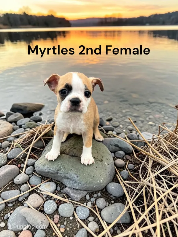 Myrtles Litter 2nd Female AKC USDA – Boston Terrier puppy for sale in Ewing, KY