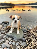 Myrtles Litter 2nd Female AKC USDA, a female Boston Terrier for sale in Ewing, KY – 1 of 1