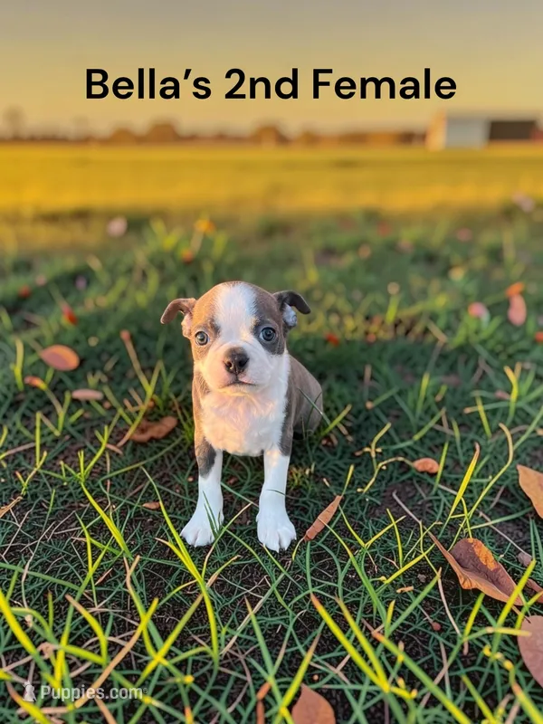 Bella’s 2nd Female ALC USDA – Boston Terrier puppy for sale in Ewing, KY