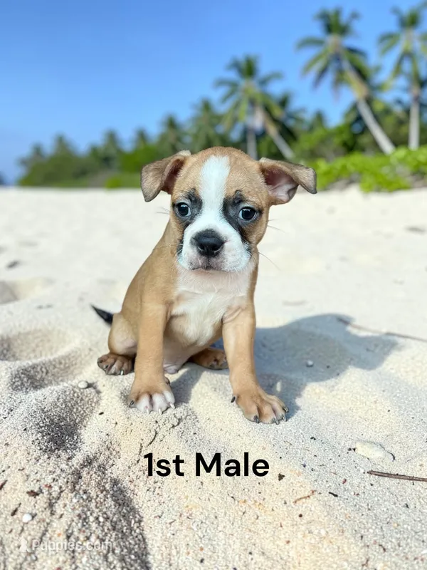 Callie’s 1st Male AKC USDA – Boston Terrier puppy for sale in Ewing, KY