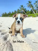 Callie’s 1st Male AKC USDA **PRICE REDUCED $900**, a male Boston Terrier for sale in Ewing, KY – 1 of 1