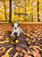 Opals 3rd Male AKC USDA, a male Boston Terrier for sale in Ewing, KY – 1 of 2