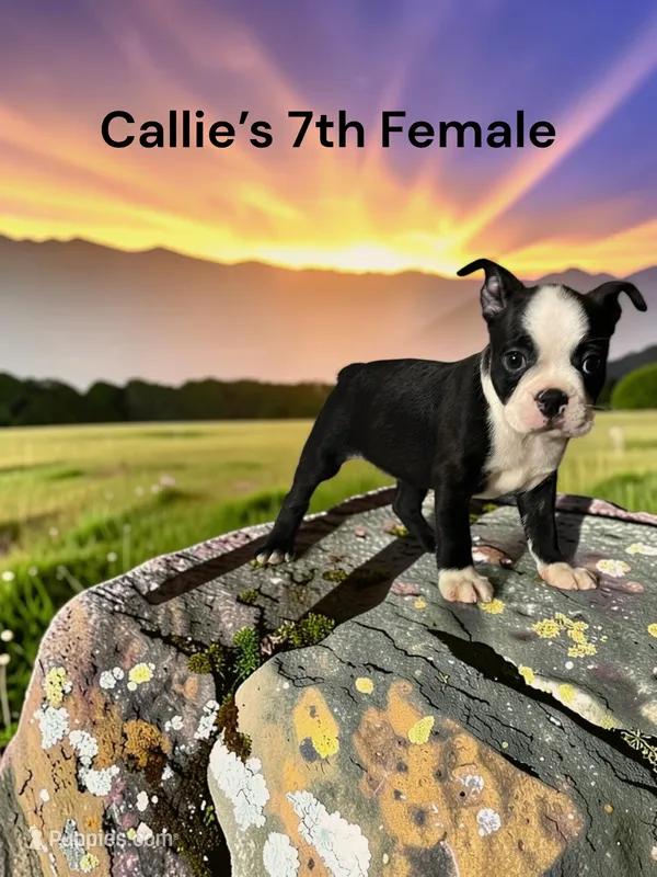 Callie’s 7th Female AKC USDA – Boston Terrier puppy for sale in Ewing, KY