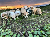 Callie’s 3rd Male AKC USDA, a male Boston Terrier for sale in Ewing, KY – 2 of 2