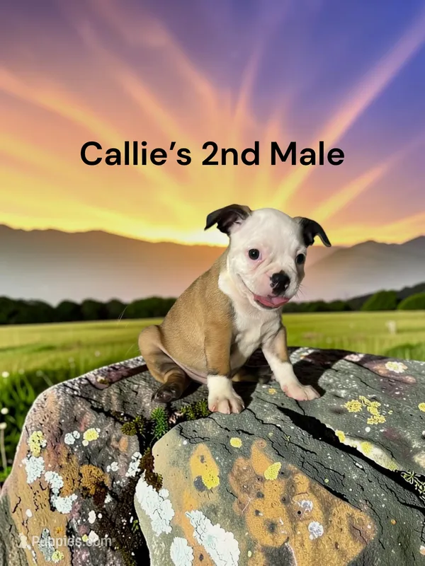 Callie’s 2nd Male AKC USDA – Boston Terrier puppy for sale in Ewing, KY