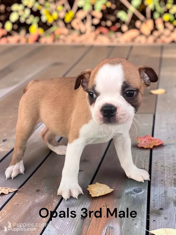 Opals 3rd Male AKC USDA – Boston Terrier puppy for sale in Ewing, KY