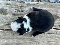 Callie’s 7th Male AKC USDA, a male Boston Terrier for sale in Ewing, KY – 2 of 3