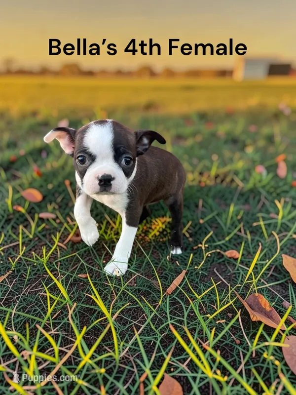 Bella’s 4th Female AKC USDA – Boston Terrier puppy for sale in Ewing, KY