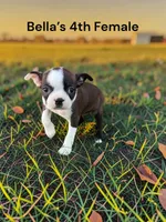 Bella’s 4th Female AKC USDA, a female Boston Terrier for sale in Ewing, KY – 1 of 2