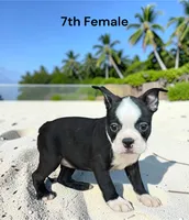 Callie’s 7th Female AKC USDA **PRICE REDUCED $900**, a female Boston Terrier for sale in Ewing, KY – 1 of 1