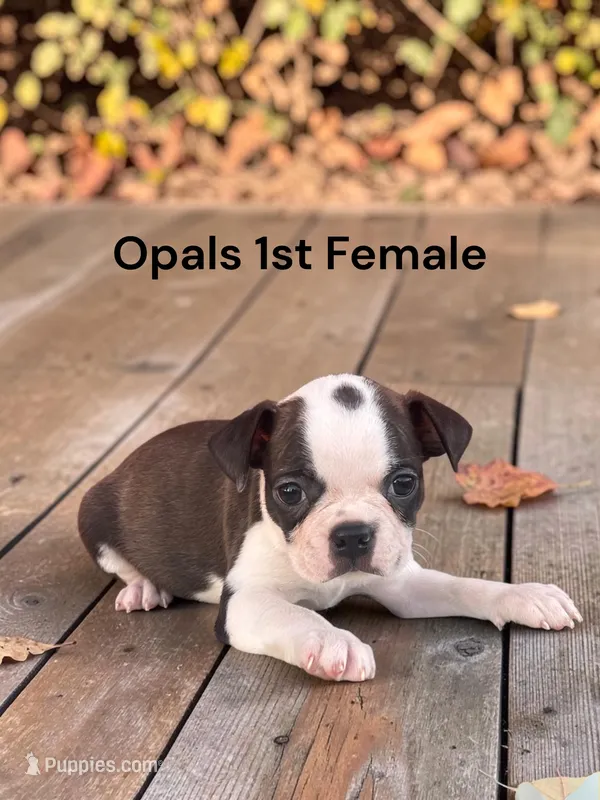 Opals 1st Female AKC USDA – Boston Terrier puppy for sale in Ewing, KY