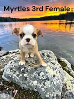 Myrtles Litter 3rd Female AKC USDA, a female Boston Terrier for sale in Ewing, KY – 1 of 1