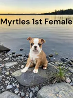 Myrtles Litter 1st Female AKC USDA, a female Boston Terrier for sale in Ewing, KY – 1 of 1