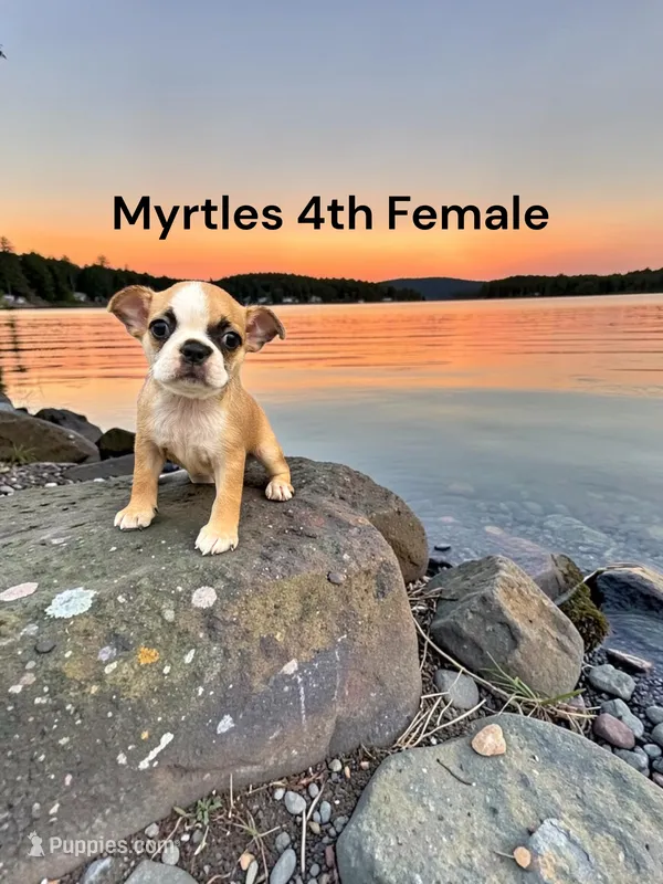 Myrtles Litter 4th Female AKC USDA – Boston Terrier puppy for sale in Ewing, KY