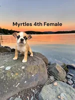 Myrtles Litter 4th Female AKC USDA, a female Boston Terrier for sale in Ewing, KY – 1 of 1
