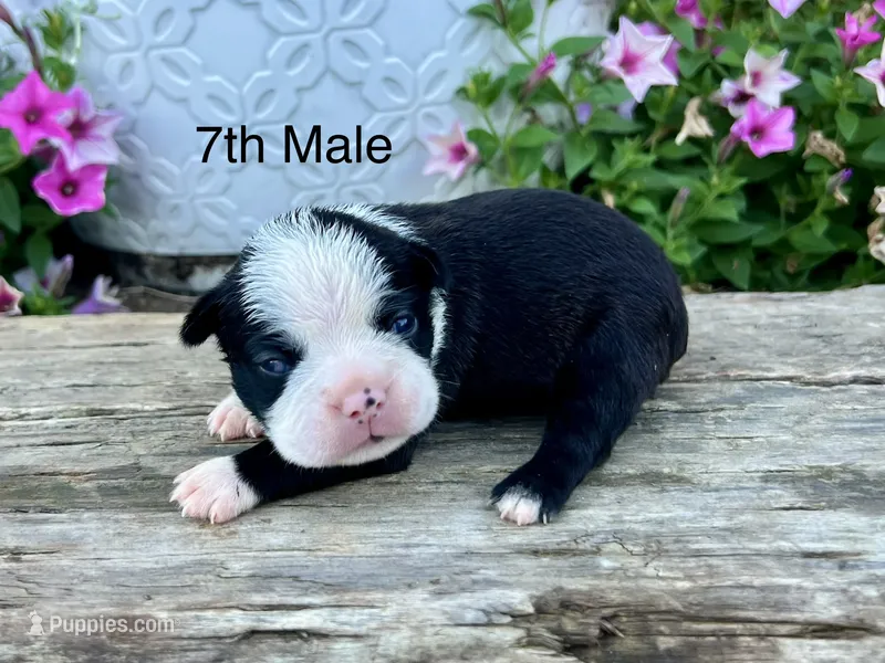Callie’s 7th Male AKC USDA – Boston Terrier puppy for sale in Ewing, KY