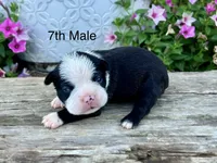 Callie’s 7th Male AKC USDA, a male Boston Terrier for sale in Ewing, KY – 1 of 3