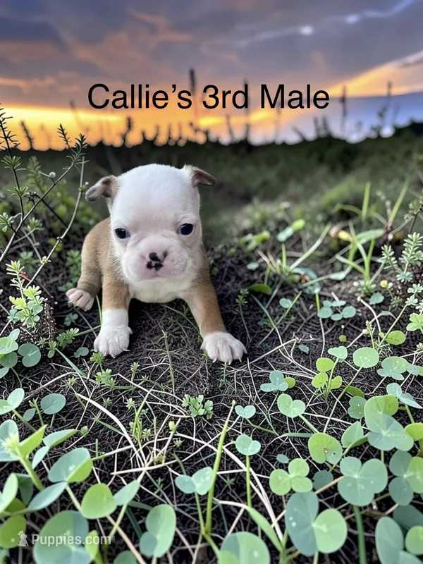 Callie’s 3rd Male AKC USDA – Boston Terrier puppy for sale in Ewing, KY
