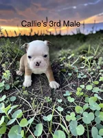 Callie’s 3rd Male AKC USDA, a male Boston Terrier for sale in Ewing, KY – 1 of 2