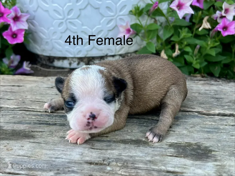 Callie’s 4th Female AKC USDA – Boston Terrier puppy for sale in Ewing, KY