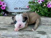 Callie’s 4th Female AKC USDA, a female Boston Terrier for sale in Ewing, KY – 1 of 3