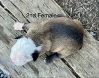 Callie’s 2nd Female AKC USDA, a female Boston Terrier for sale in Ewing, KY – 3 of 3