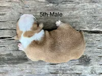 Callie’s 5th Male AKC USDA, a male Boston Terrier for sale in Ewing, KY – 3 of 3