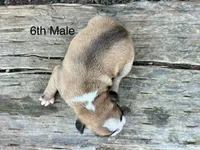 Callie’s 6th Male AKC USDA, a male Boston Terrier for sale in Ewing, KY – 2 of 3