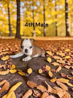 Opals 4th Male AKC USDA, a male Boston Terrier for sale in Ewing, KY – 1 of 2