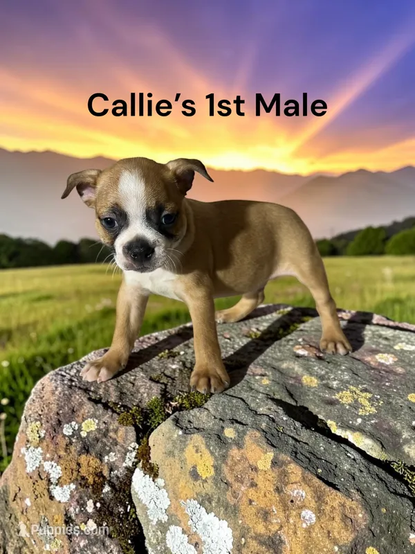 Callie’s 1st Male AKC USDA – Boston Terrier puppy for sale in Ewing, KY