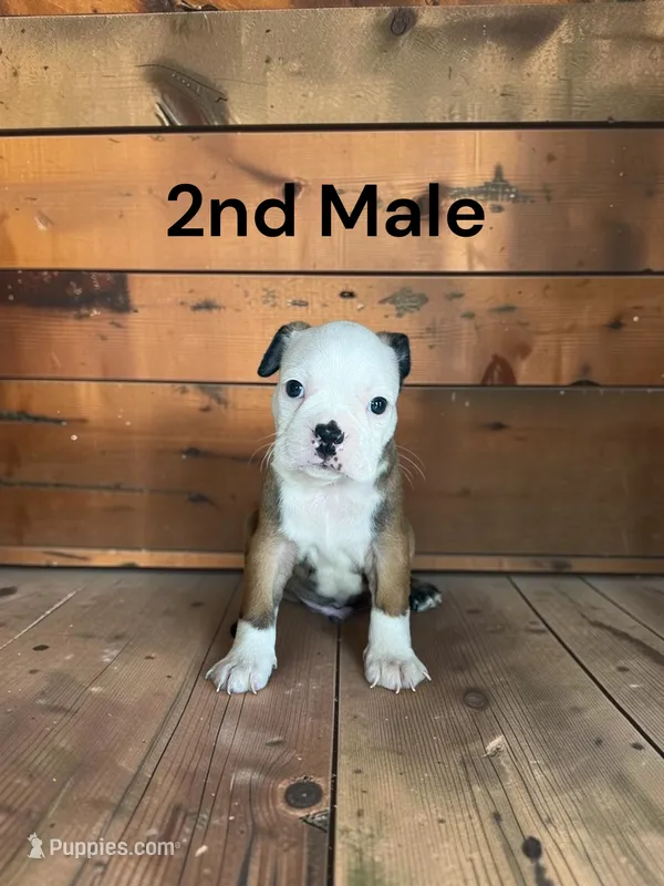 Callie’s 2nd Male AKC USDA – Boston Terrier puppy for sale in Ewing, KY