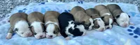 Callie’s 3rd Female AKC USDA, a female Boston Terrier for sale in Ewing, KY – 3 of 3
