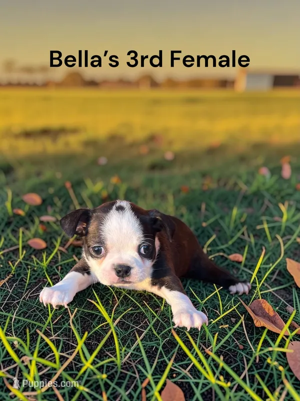 Bella’s 3rd Female AKC USDA – Boston Terrier puppy for sale in Ewing, KY