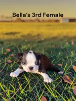 Bella’s 3rd Female AKC USDA, a female Boston Terrier for sale in Ewing, KY – 1 of 2