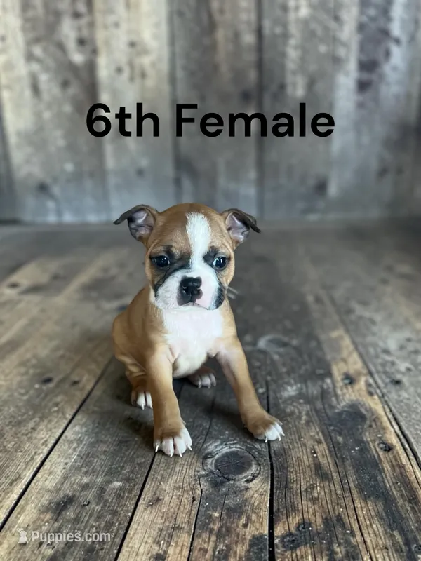 Callie’s 6th Female AKC USDA – Boston Terrier puppy for sale in Ewing, KY