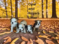 Opals 2nd Male AKC USDA, a male Boston Terrier for sale in Ewing, KY – 2 of 2
