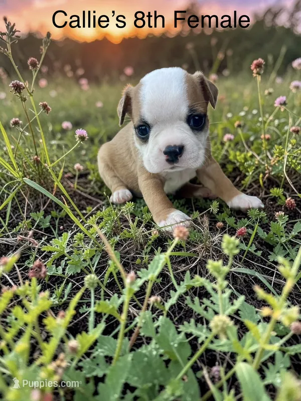 Callie’s 8th Female AKC USDA – Boston Terrier puppy for sale in Ewing, KY