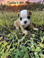 Callie’s 8th Female AKC USDA, a female Boston Terrier for sale in Ewing, KY – 1 of 2